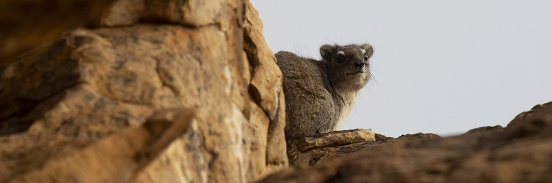 hyrax